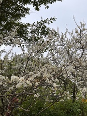 Prunus mume