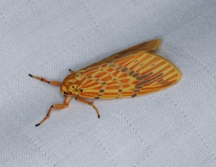 Barsine striata