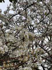 Prunus mume