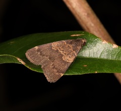 Hydrillodes nilgirialis