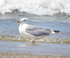 Larus fuscus barabensis