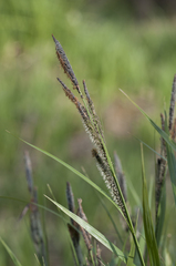 Carex buekii