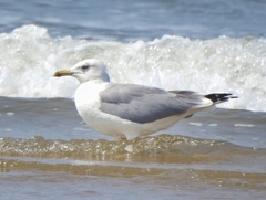 Larus fuscus barabensis