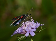 Zygaena filipendulae