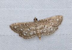 Metoeca nymphulalis