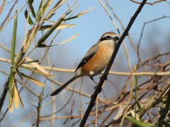 Lanius bucephalus bucephalus