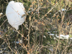 Betula fruticosa