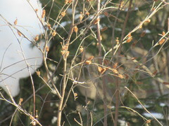 Betula fruticosa