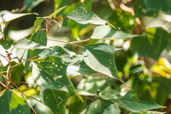 Mallotus paniculatus