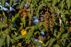 Mallotus paniculatus