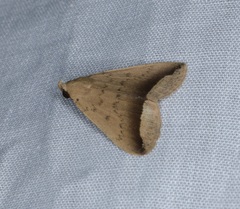 Simplicia mistacalis