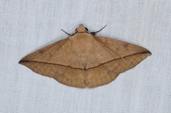 Ugia purpurea