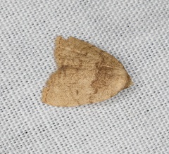Anachrostis