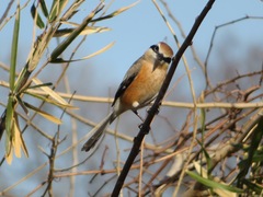 Lanius bucephalus bucephalus