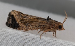 Cryptophlebia repletana