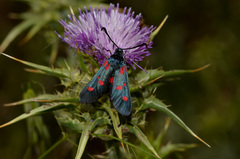 Zygaena filipendulae