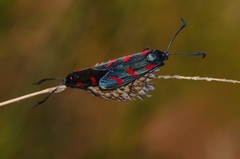 Zygaena filipendulae