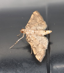 Lamprosema tampiusalis