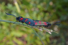 Zygaena filipendulae