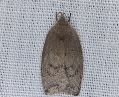 Scythropiodes