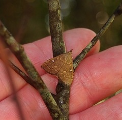 Mnesictena marmarina