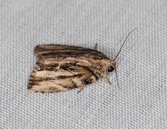 Etanna breviuscula