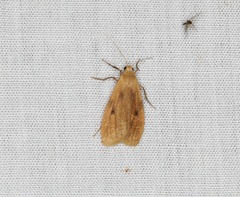 Paralithosia shaowuica