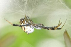 Cyrtophora cylindroides