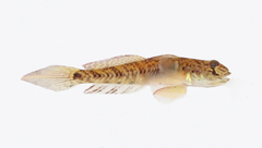 Glossogobius callidus
