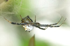 Cyrtophora cylindroides