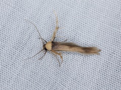 Stathmopoda similignominiosa