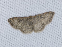 Idaea costiguttata