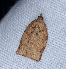 Adoxophyes privatana