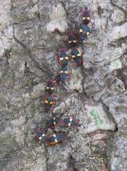 Dysdercus albofasciatus