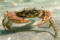 Ovalipes australiensis