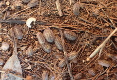Armadillidium granulatum