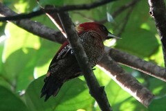 Chrysophlegma miniaceum