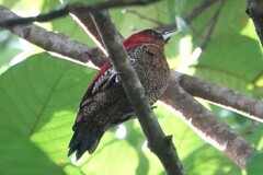 Chrysophlegma miniaceum