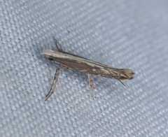 Epicephala lativalvaris