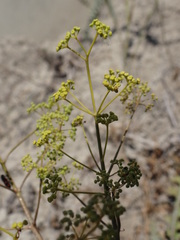 Ferulago galbanifera