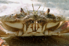 Ovalipes australiensis