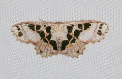 Scopula divisaria