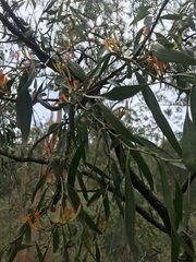 Dendrophthoe glabrescens