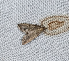 Diplopseustis perieresalis