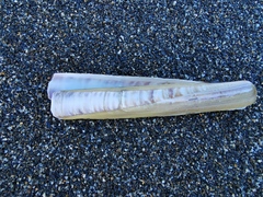Ensis minor