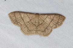 Scopula mecysma