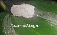 Naroma varipes