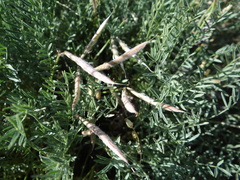 Astragalus corniculatus