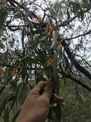 Dendrophthoe glabrescens