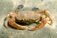 Ovalipes australiensis